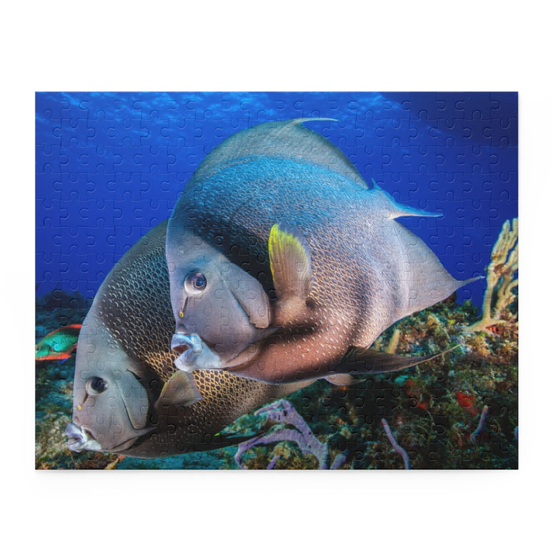 Gray Angel Fish in Cozumel, Mexico - Jigsaw Puzzle