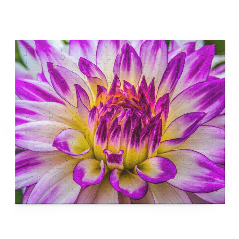 Blue Purple White Dinnerplate - Dahlia Blooming Macro - Jigsaw Puzzle