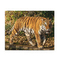 The Siberian tiger -Panthera tigris altaica - Jigsaw Puzzle