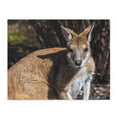 The Agile wallaby - Australia and New Guinea - Jigsaw Puzzle