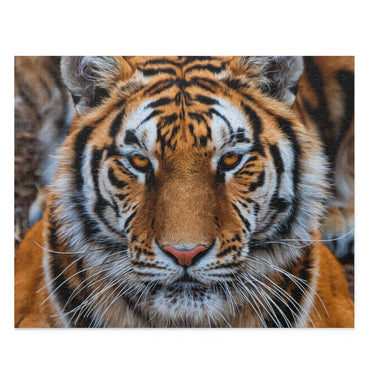 Siberian Tiger Closeup - Jigsaw Puzzle
