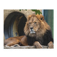 The lion - Panthera leo - Jigsaw Puzzle