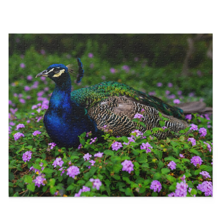 A beautifulpeacock in garden - Jigsaw Puzzle