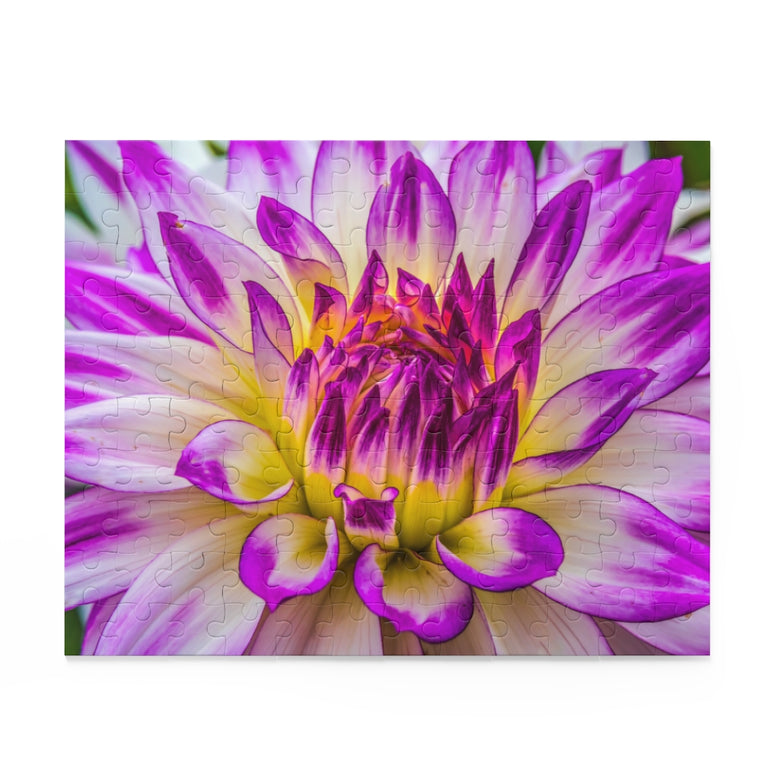 Blue Purple White Dinnerplate - Dahlia Blooming Macro - Jigsaw Puzzle