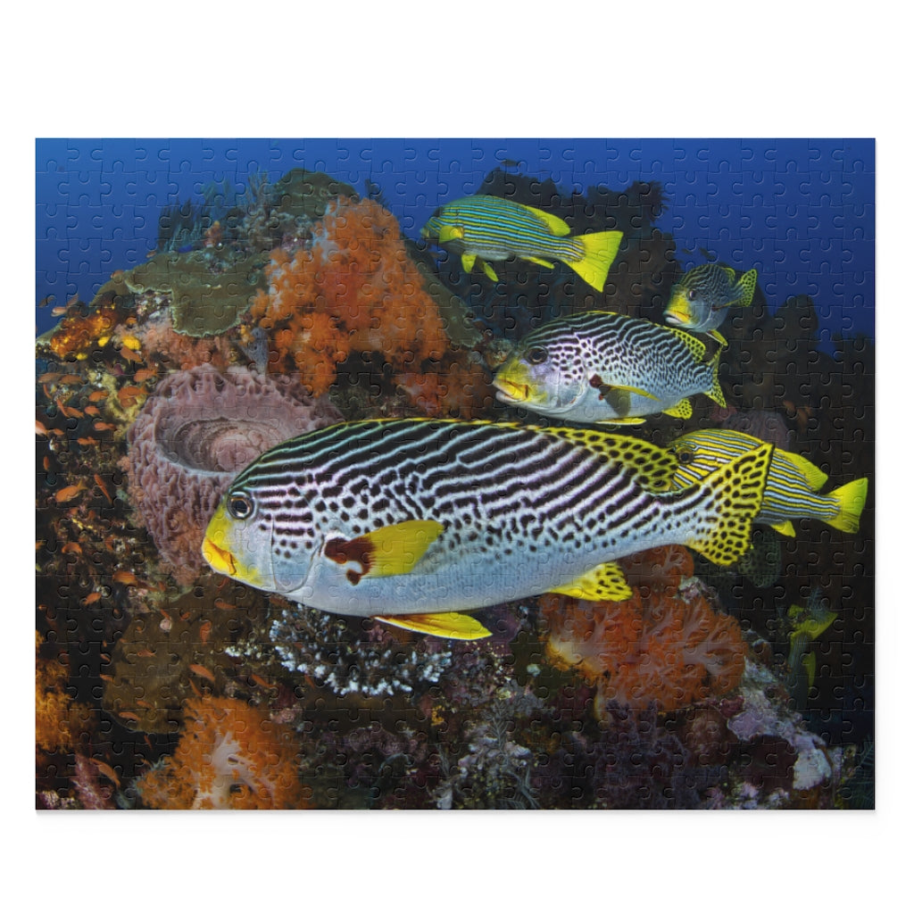 Sweet-lips Snappers - Indonesia - Jigsaw Puzzle