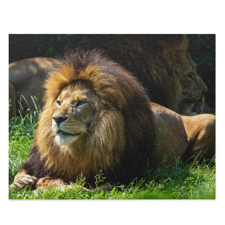 Panthera leo - The lion - Jigsaw Puzzle