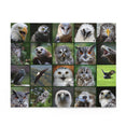 Birds of prey - Collage - Jigsaw Puzzle