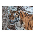 Siberian Tiger in Snow Storm - Jigsaw Puzzle