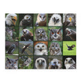 Birds of prey - Collage - Jigsaw Puzzle