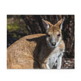 The Agile wallaby - Australia and New Guinea - Jigsaw Puzzle