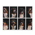 Bernese Mountain Dog Collage - Jigsaw Puzzle