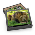 The lion, Panthera leo - Felidae Family - Jigsaw Puzzle