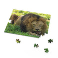 The lion, Panthera leo - Felidae Family - Jigsaw Puzzle