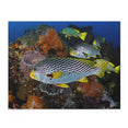 Sweet-lips Snappers - Indonesia - Jigsaw Puzzle