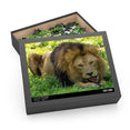 The lion, Panthera leo - Felidae Family - Jigsaw Puzzle