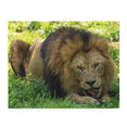 The lion, Panthera leo - Felidae Family - Jigsaw Puzzle