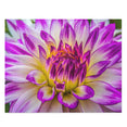 Blue Purple White Dinnerplate - Dahlia Blooming Macro - Jigsaw Puzzle