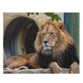 The lion - Panthera leo - Jigsaw Puzzle