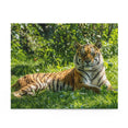 Siberian Tiger - Biggest cat in the world - Jigsaw Puzzle