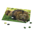 The lion, Panthera leo - Felidae Family - Jigsaw Puzzle