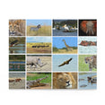 Collage of animals in the African savannah, Kenya - Jigsaw Puzzle