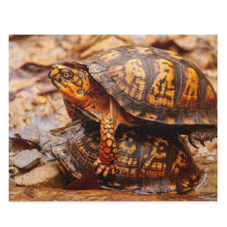 Turtle Stack - Jigsaw Puzzle
