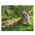 Siberian Tiger - Biggest cat in the world - Jigsaw Puzzle