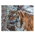 Siberian Tiger in Snow Storm - Jigsaw Puzzle