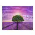 provence - tree in the beautiful lavender field - Jigsaw Puzzle