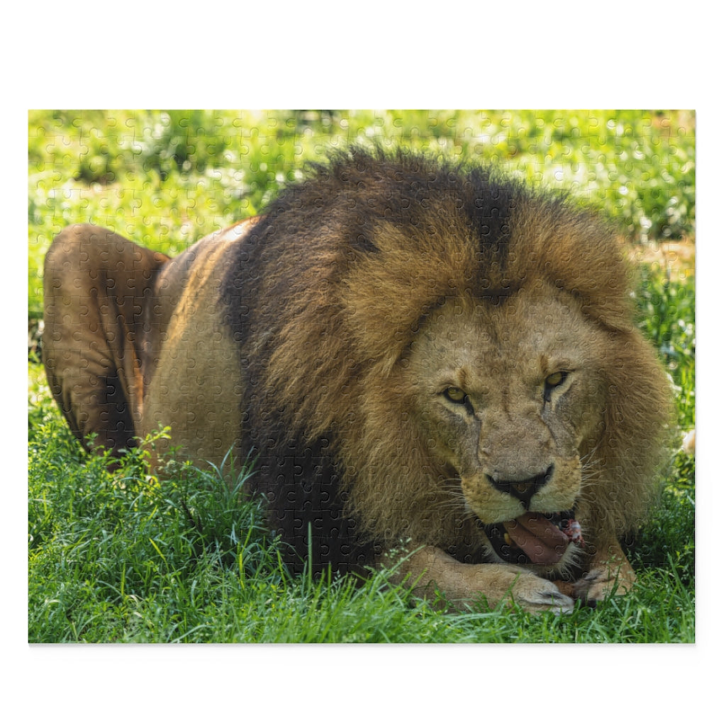 The lion, Panthera leo - Felidae Family - Jigsaw Puzzle