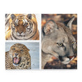 Tiger, jaguar and cougar in a collage - Jigsaw Puzzle