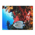 Gray Angel Fish in Cozumel - Jigsaw Puzzle