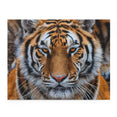 Siberian Tiger Closeup - Jigsaw Puzzle