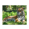 Biggest cat in the world - Siberian Tiger - Jigsaw Puzzle