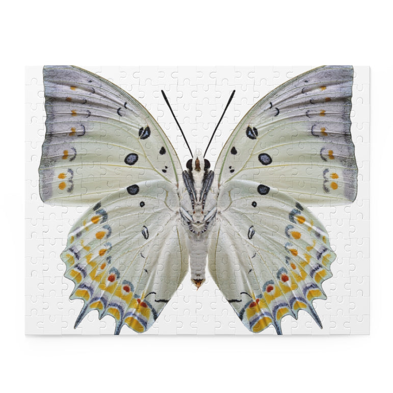 Jewelled Nawab - beautiful butterfly - Jigsaw Puzzle