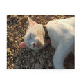 A beautiful sleeping cat in the stone - Jigsaw Puzzle