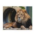 The lion - Panthera leo - Jigsaw Puzzle