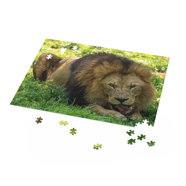 The lion, Panthera leo - Felidae Family - Jigsaw Puzzle