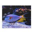 Sohal surgeonfish - beautiful underwater world - Jigsaw Puzzle