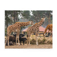 Giraffes in a safari park - Jigsaw Puzzle