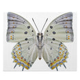 Jewelled Nawab - beautiful butterfly - Jigsaw Puzzle