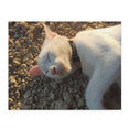 A beautiful sleeping cat in the stone - Jigsaw Puzzle
