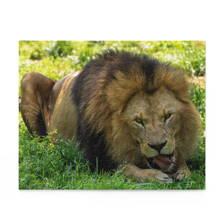 The lion, Panthera leo - Felidae Family - Jigsaw Puzzle