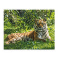 Siberian Tiger - Biggest cat in the world - Jigsaw Puzzle