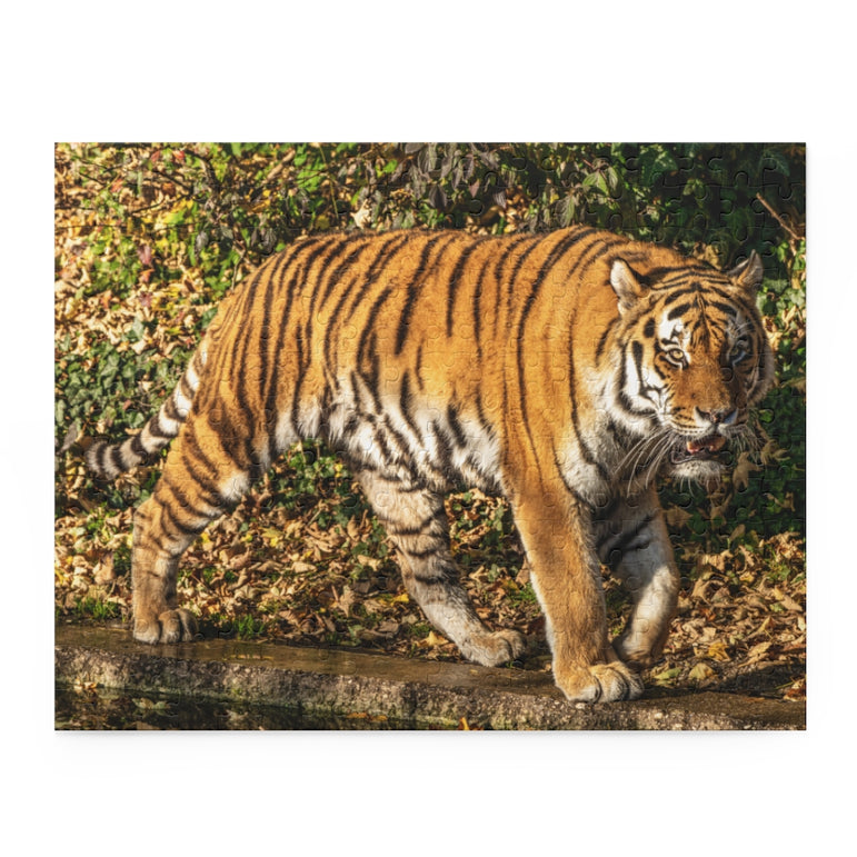 The Siberian tiger -Panthera tigris altaica - Jigsaw Puzzle