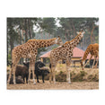 Giraffes in a safari park - Jigsaw Puzzle